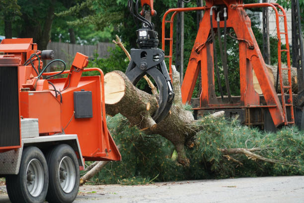 Best Palm Tree Trimming  in Crafton, PA